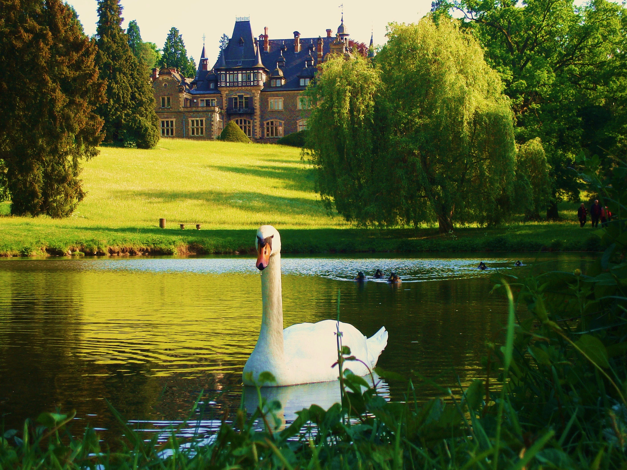 Sony DSC-S600 sample photo. Swan with its babies photography