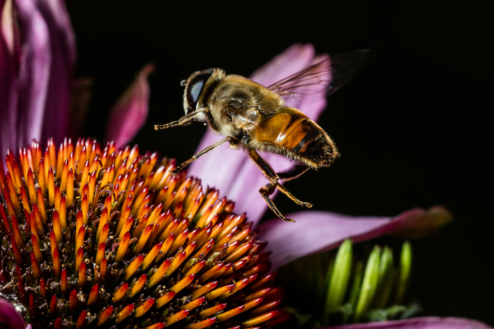 Sigma 150mm f/2.8 EX DG OS HSM APO Macro sample photo. Landing photography