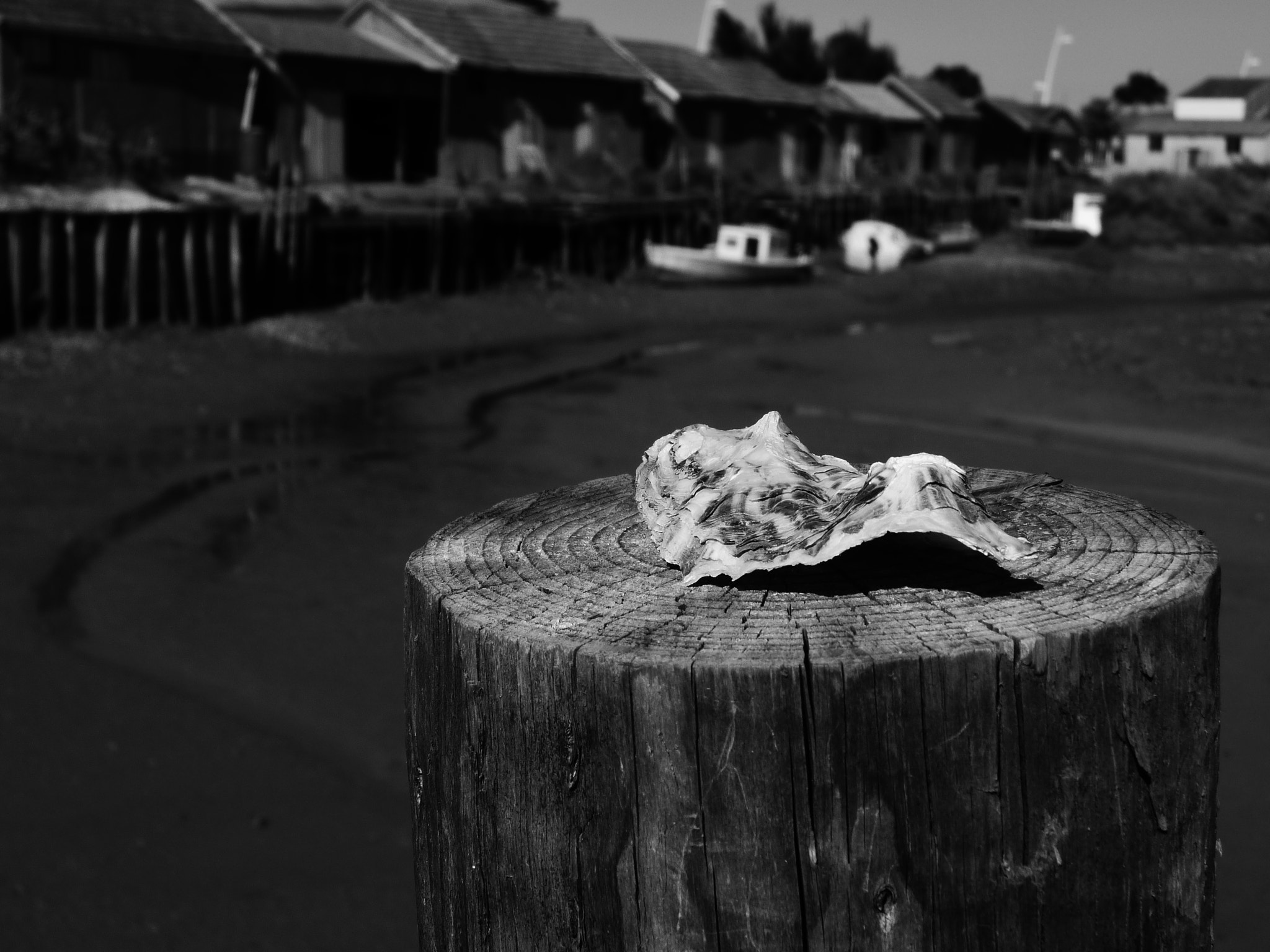 Panasonic DMC-ZX1 sample photo. Lonely oyster photography