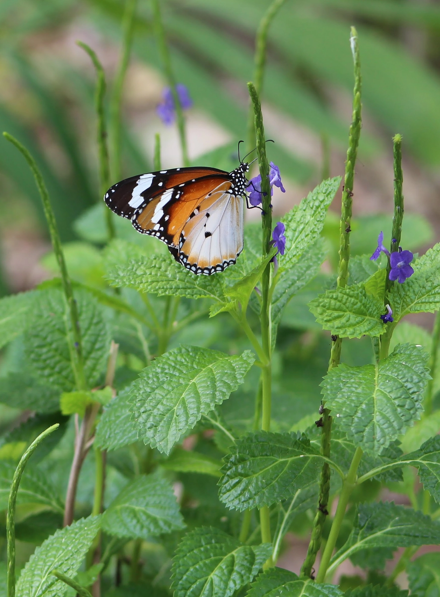 Canon EF 75-300mm f/4-5.6 USM sample photo. Another beautiful close-up of the plain tiger butterfly photography