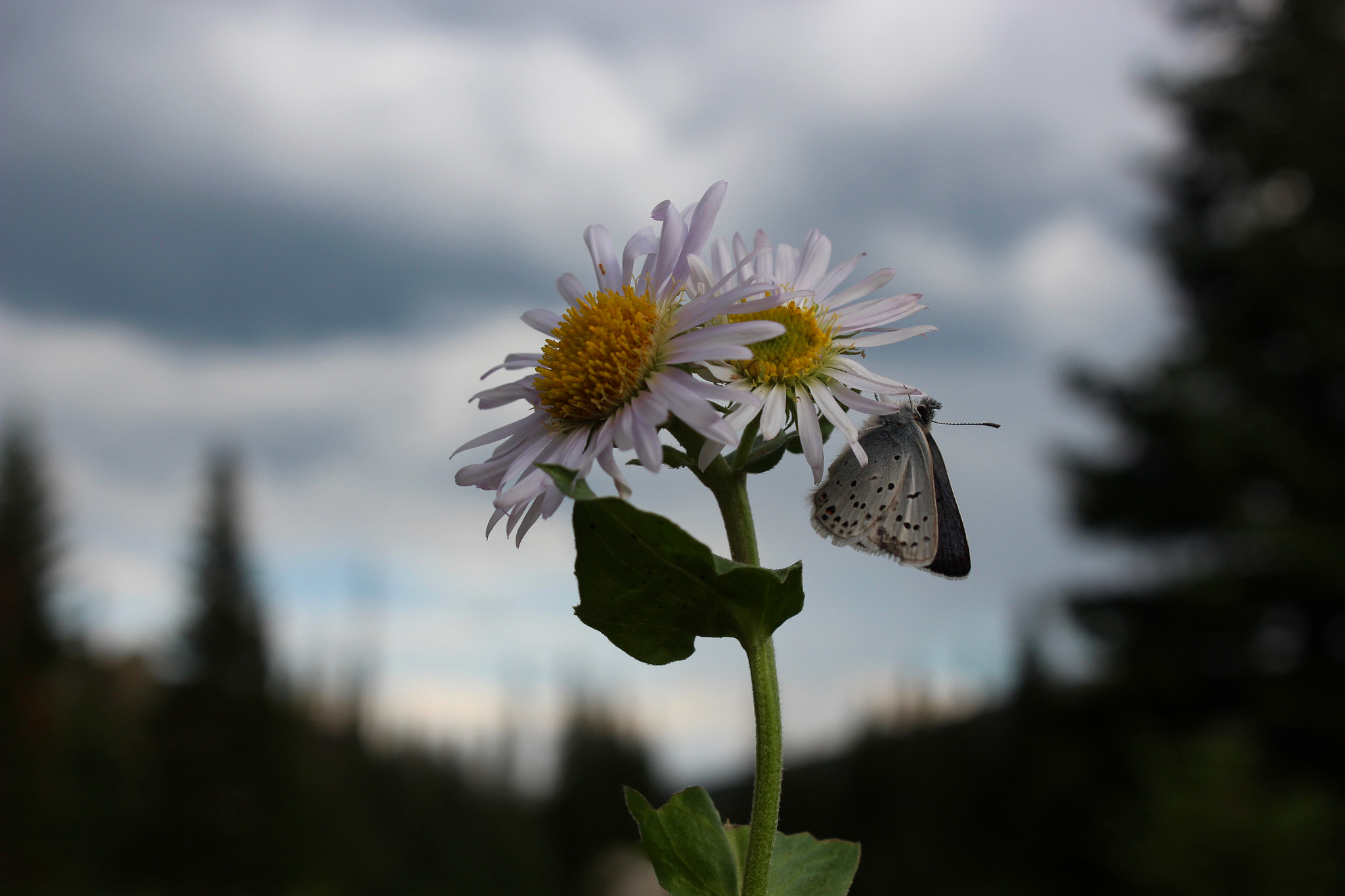 Canon EF-S 18-55mm F3.5-5.6 IS sample photo. Butterfly kisses photography
