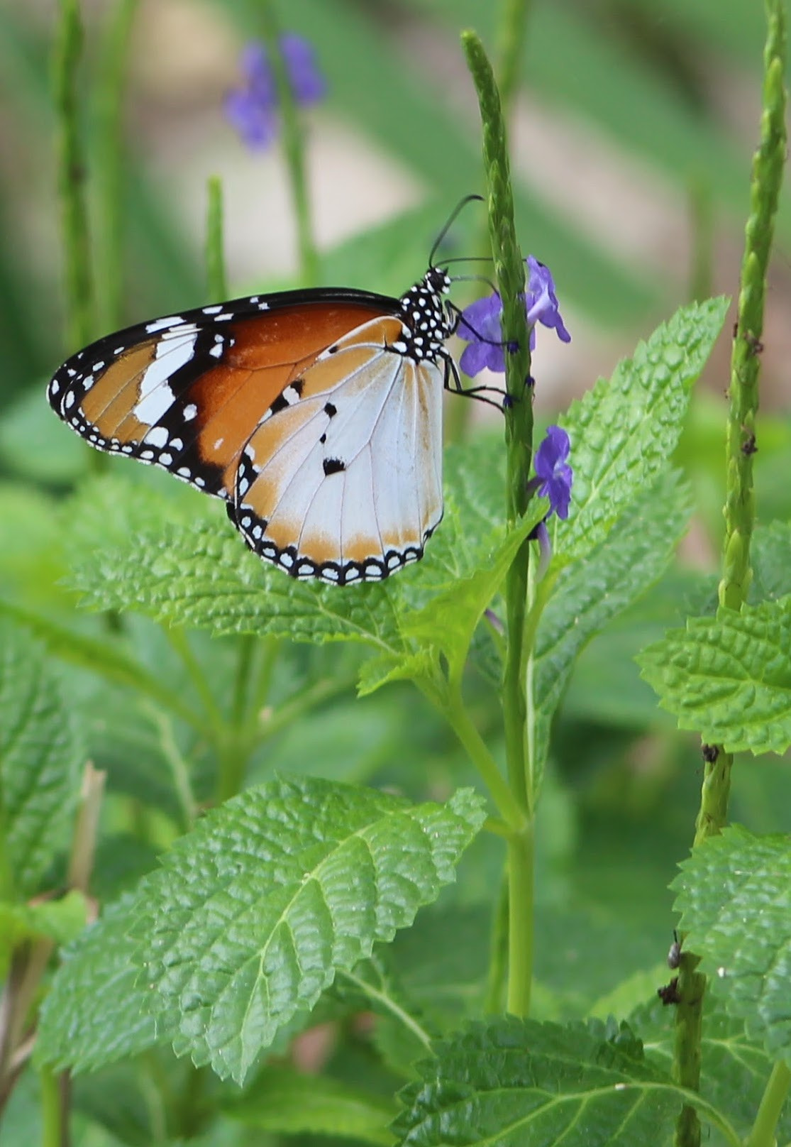 Canon EF 75-300mm f/4-5.6 USM sample photo. Wonderful close up again of the plain tiger butterfly at yishun pond, khoo teck puat hospital photography