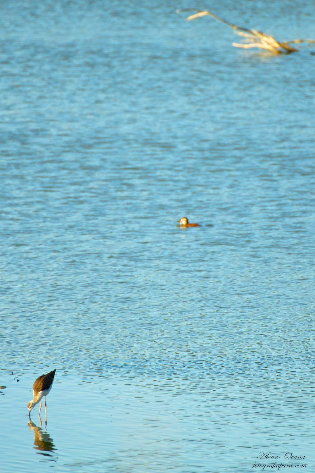 Canon EOS 500D (EOS Rebel T1i / EOS Kiss X3) sample photo. Garcilla cangrejera en la laguna de tarelo photography