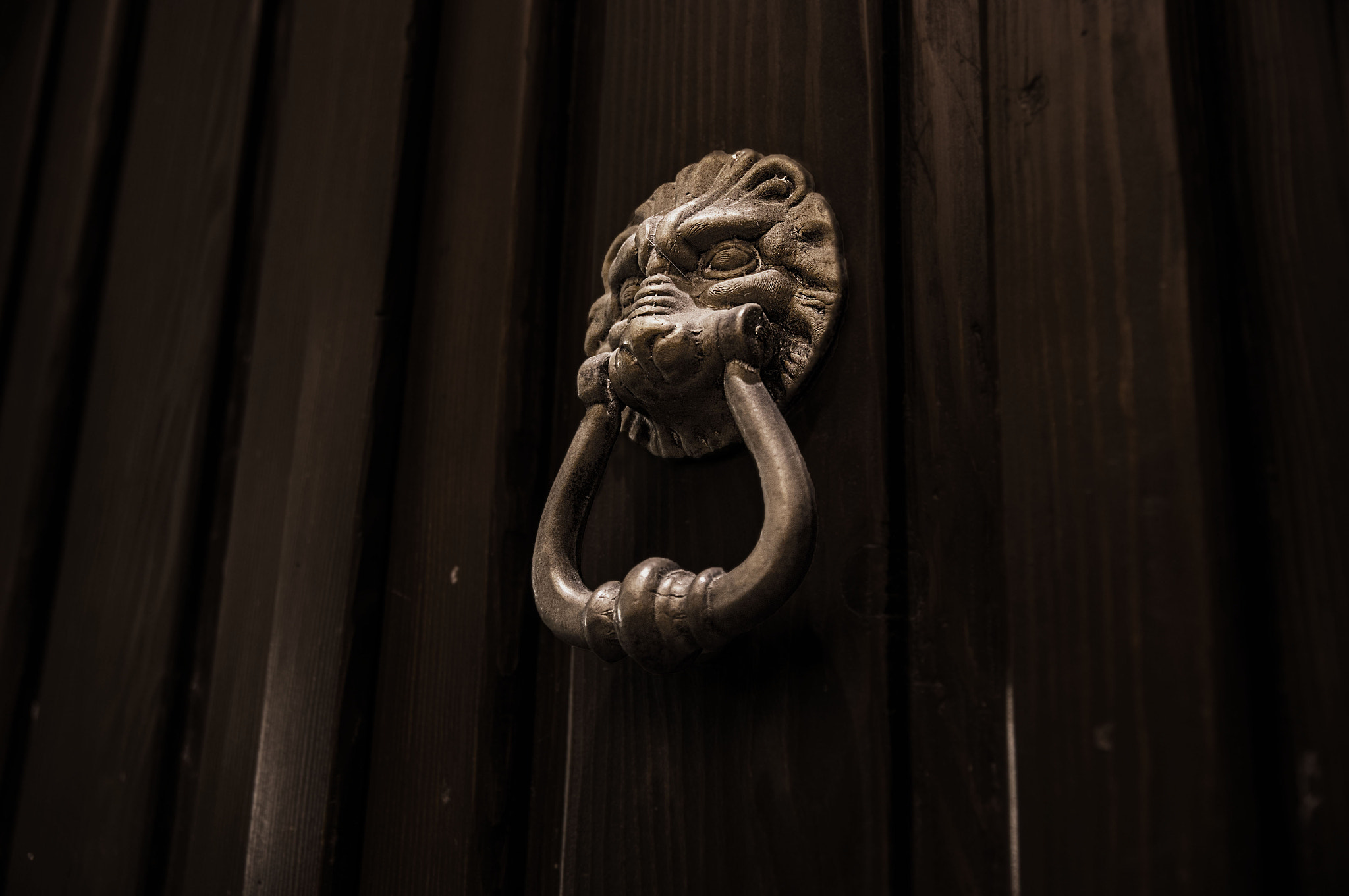 Sony Alpha DSLR-A580 sample photo. Lion photography