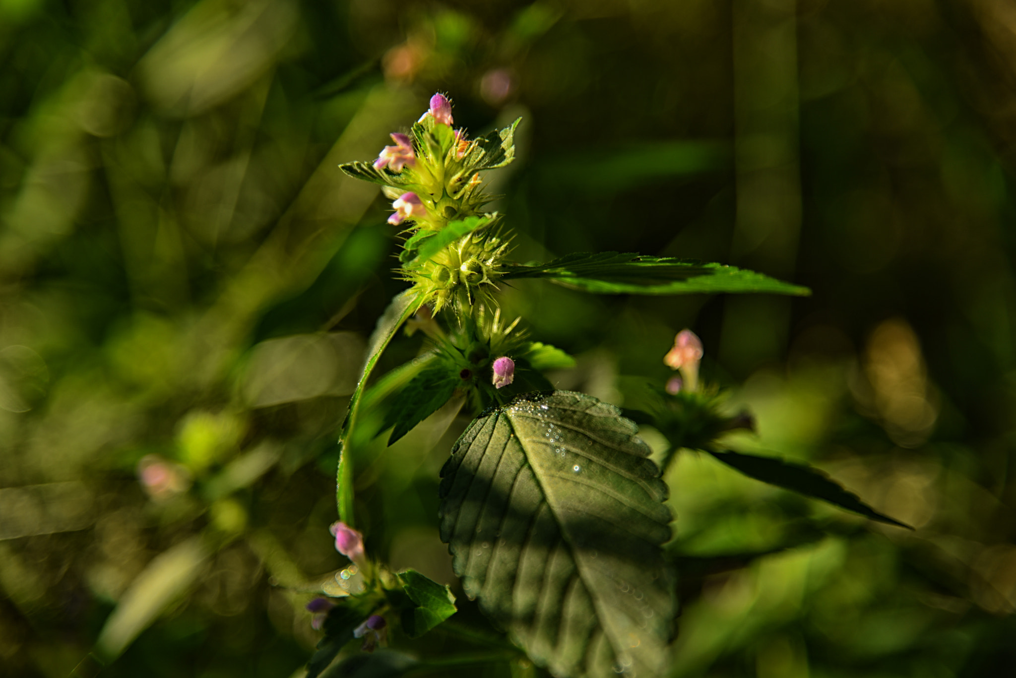 Nikon D750 + Nikon AF Nikkor 28mm F2.8D sample photo. Wild flower photography