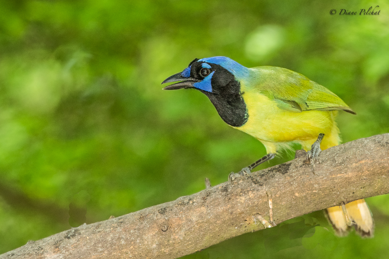 Canon EF 300mm F2.8L IS II USM sample photo. Inca jay - geai vert photography