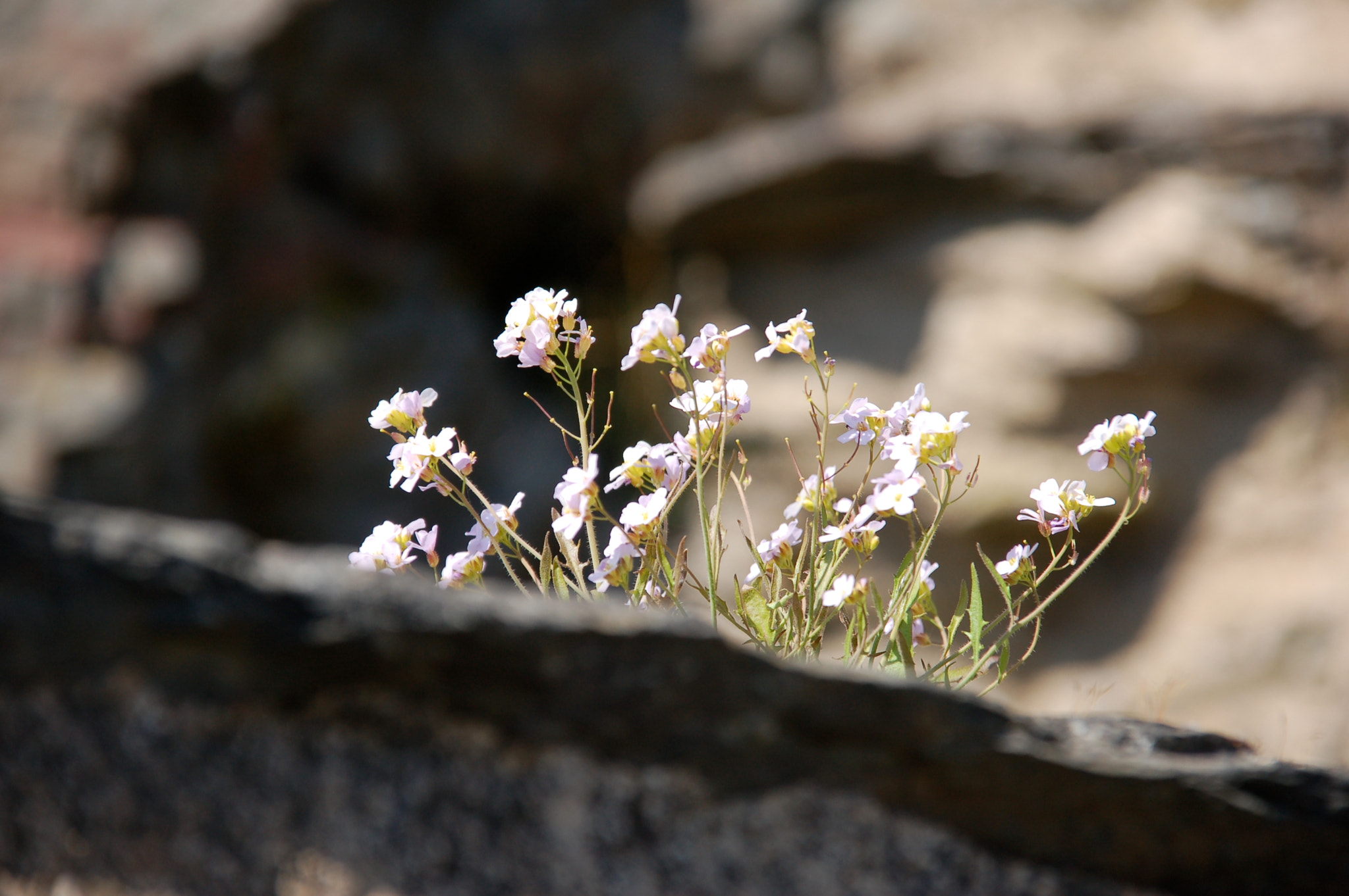 Sigma 18-200mm F3.5-6.3 DC OS HSM sample photo. 2455968423.jpg photography