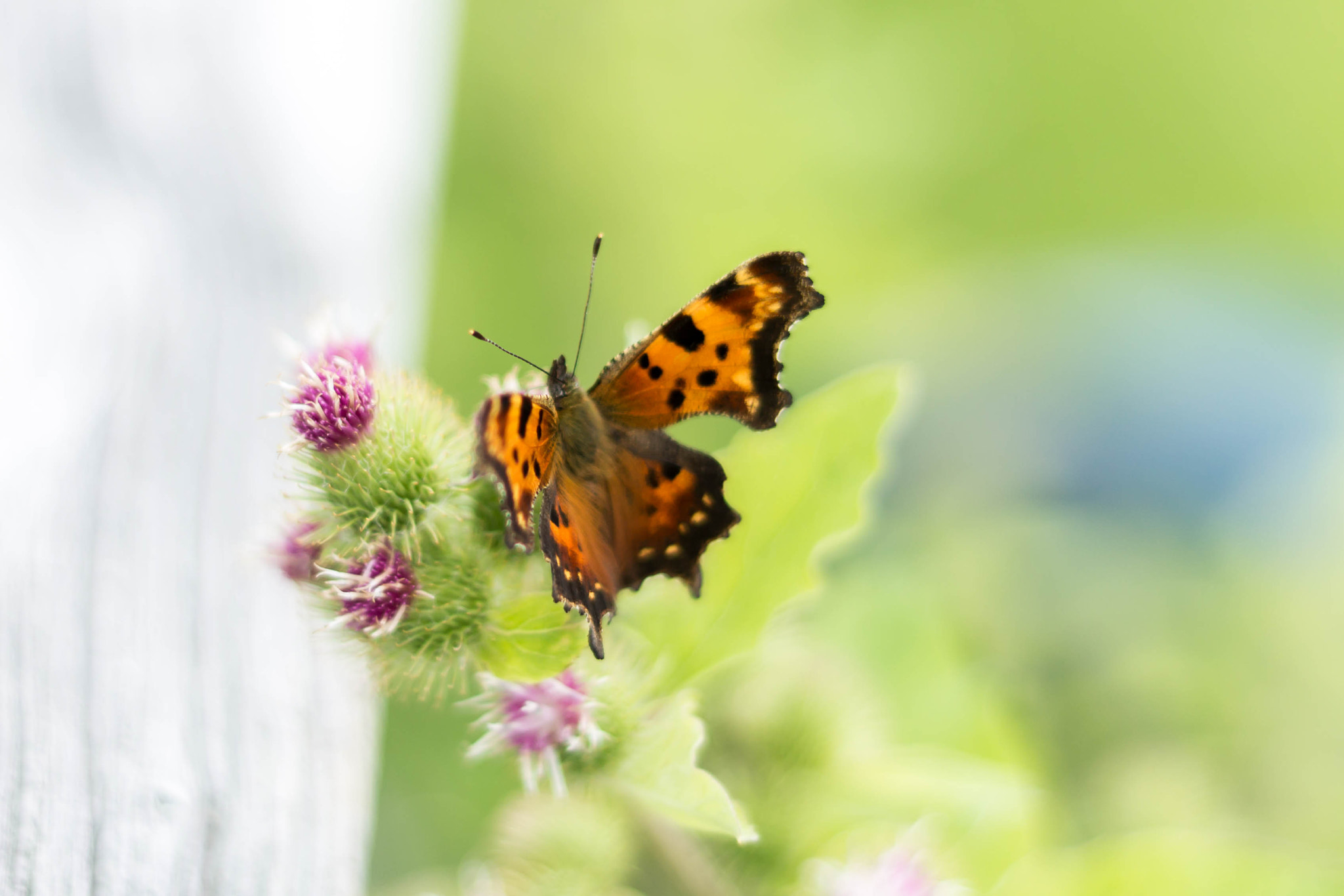 Canon EOS 1100D (EOS Rebel T3 / EOS Kiss X50) sample photo. Comma butterfly photography