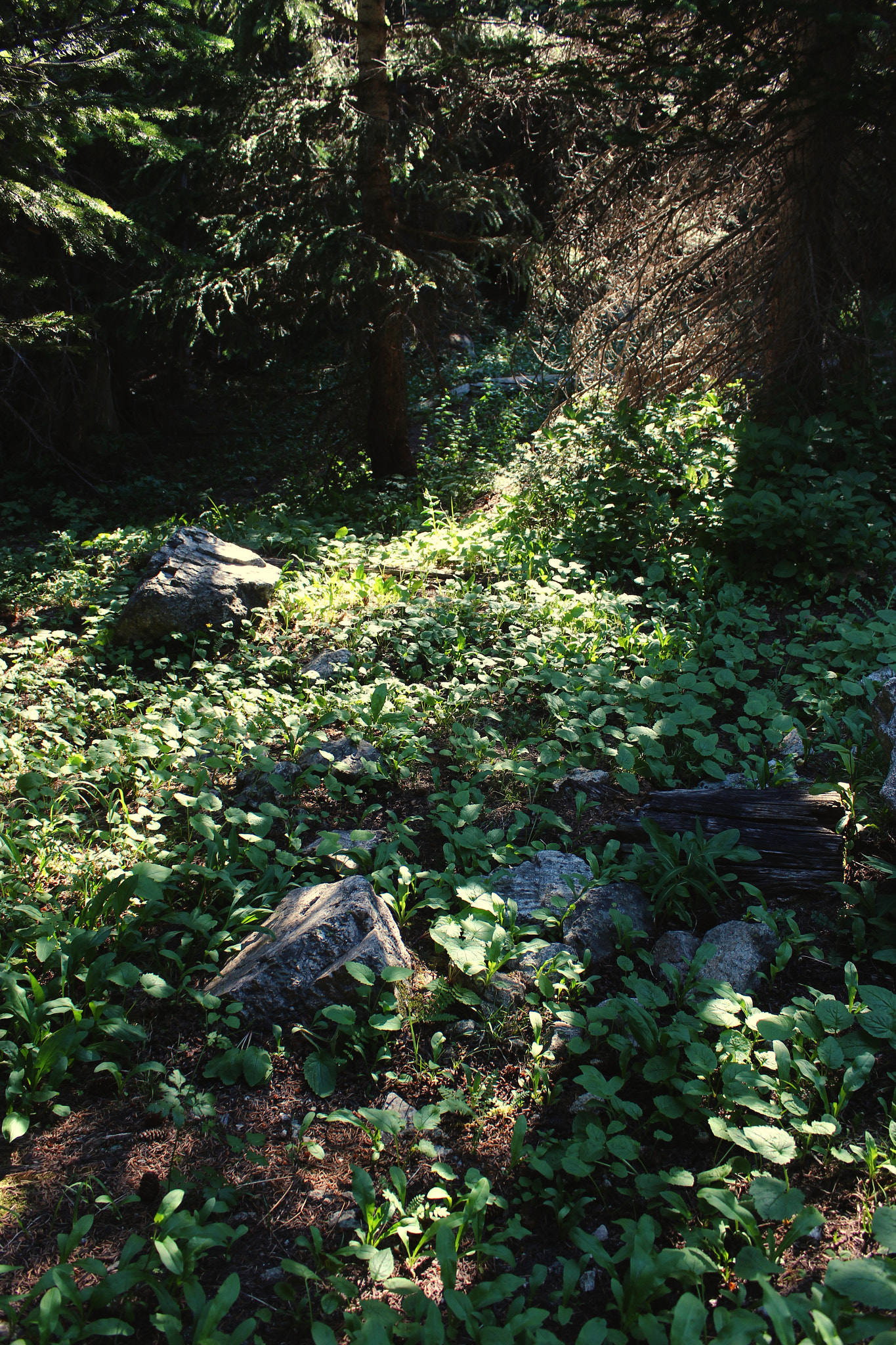 Canon EF-S 18-55mm F3.5-5.6 IS sample photo. Light beam photography