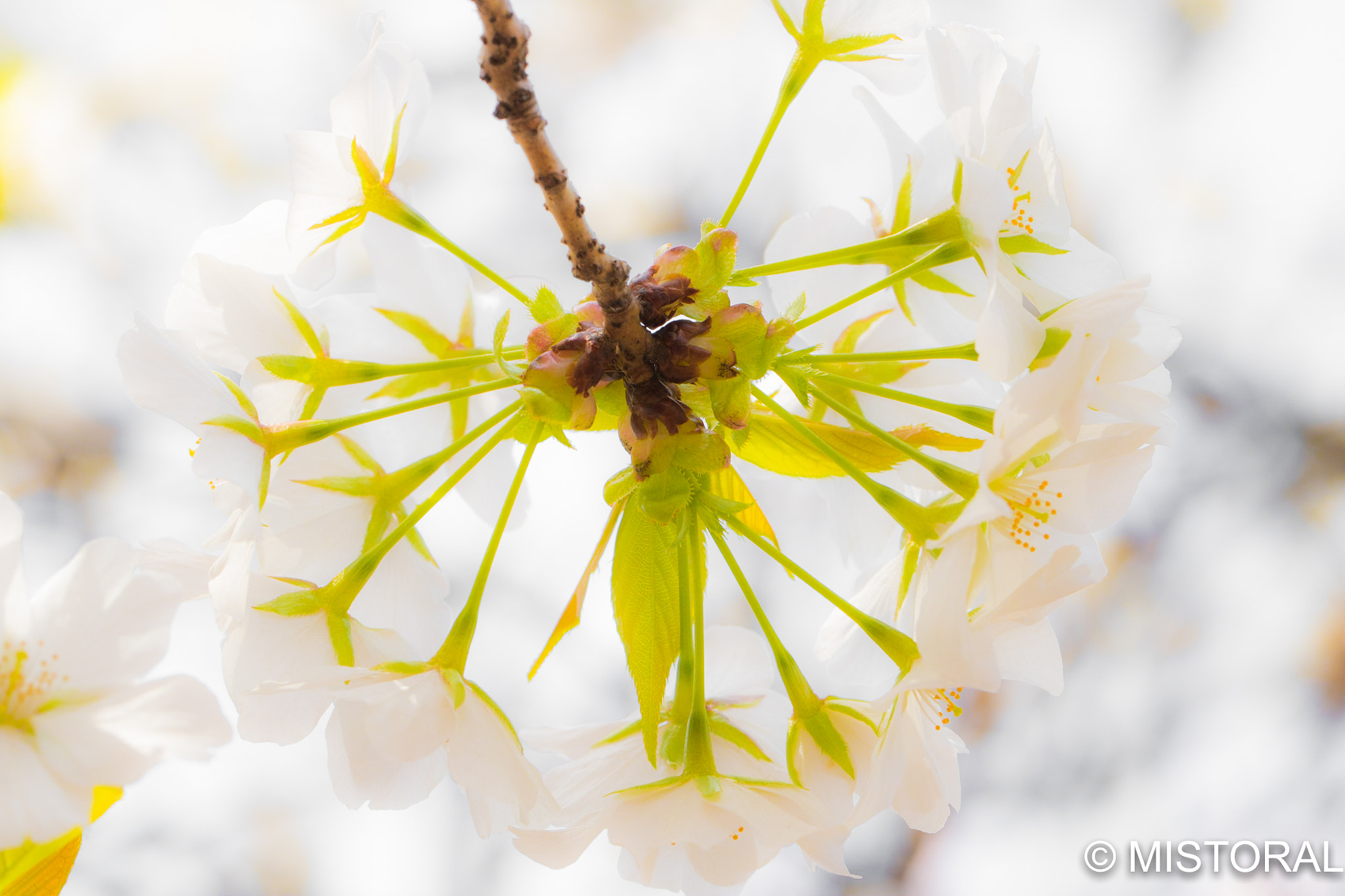 Canon EOS 750D (EOS Rebel T6i / EOS Kiss X8i) sample photo. Cherry ring photography