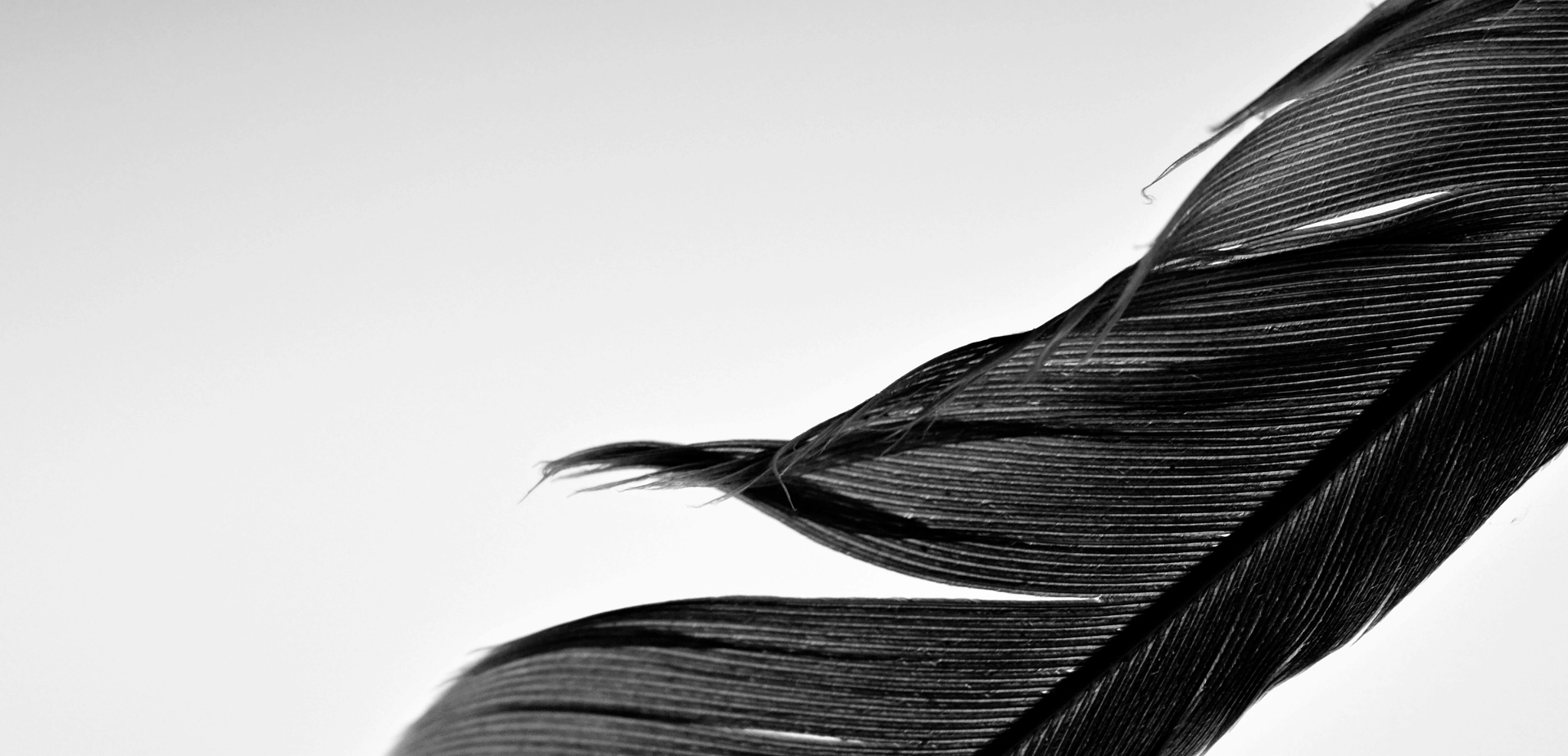 Nikon AF-S Micro-Nikkor 105mm F2.8G IF-ED VR sample photo. Feather study, part 1 photography