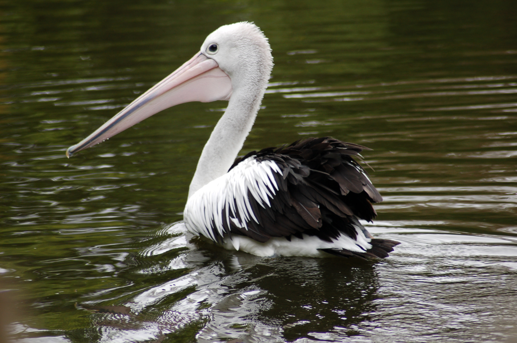 AF Zoom-Nikkor 70-300mm f/4-5.6D ED sample photo. 122401066.jpg photography