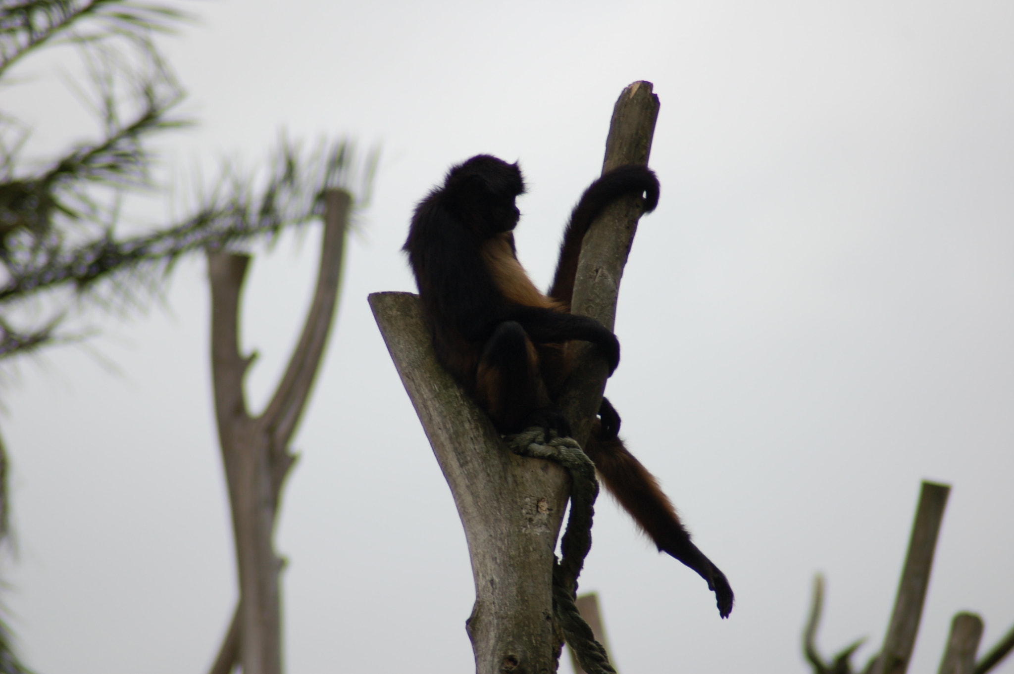 AF Zoom-Nikkor 70-300mm f/4-5.6D ED sample photo. 119984449.jpg photography