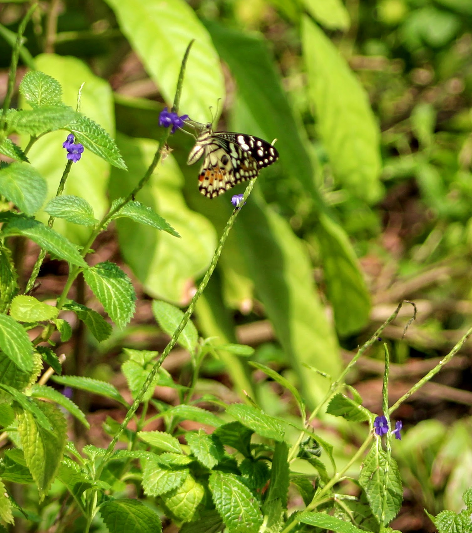 Canon EF 75-300mm f/4-5.6 USM sample photo. Another lovely and unusual butterfly at yishun pond,khooteck puat hospital. photography