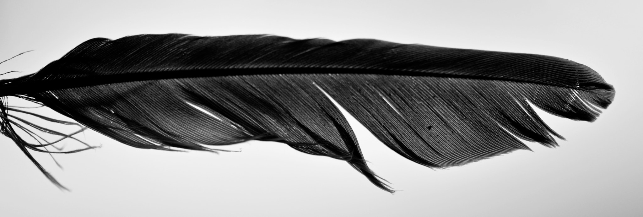 Nikon AF-S Micro-Nikkor 105mm F2.8G IF-ED VR sample photo. Feather study, part 2 photography