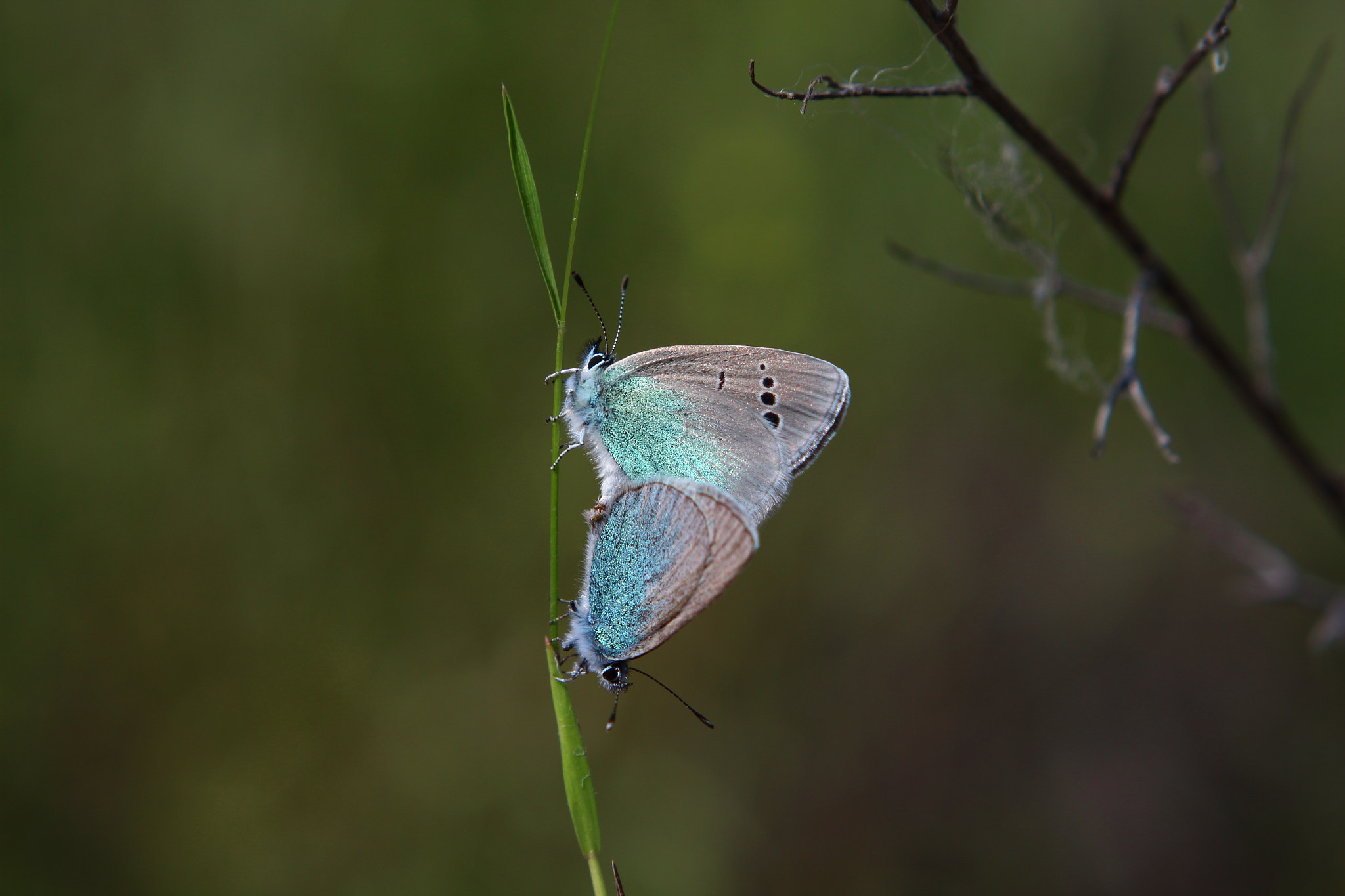Canon EF 24-70mm F2.8L USM sample photo. Butterfly2 photography