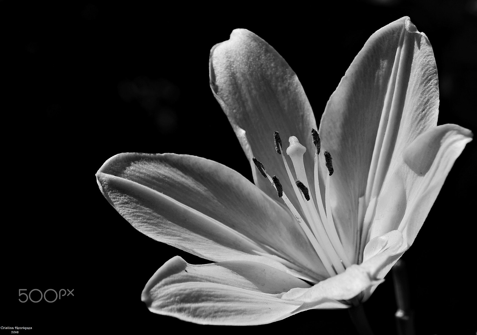 Nikon D40X sample photo. Brightness and seduction ... photography