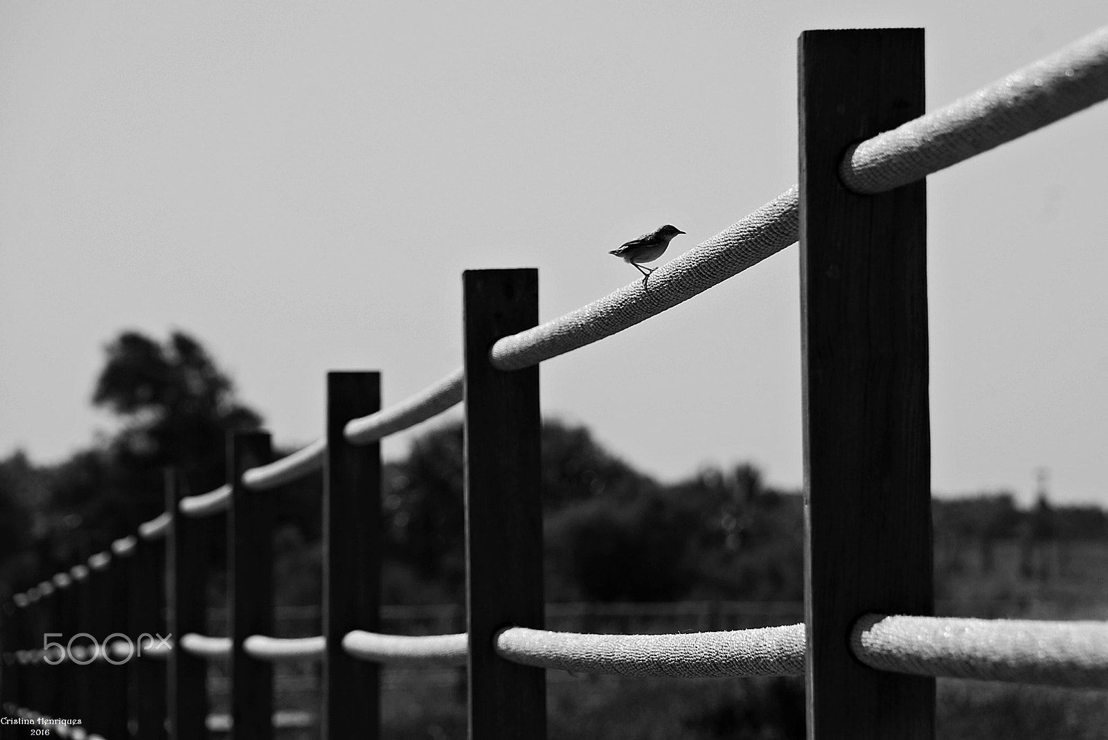 Nikon D40X sample photo. First flight photography