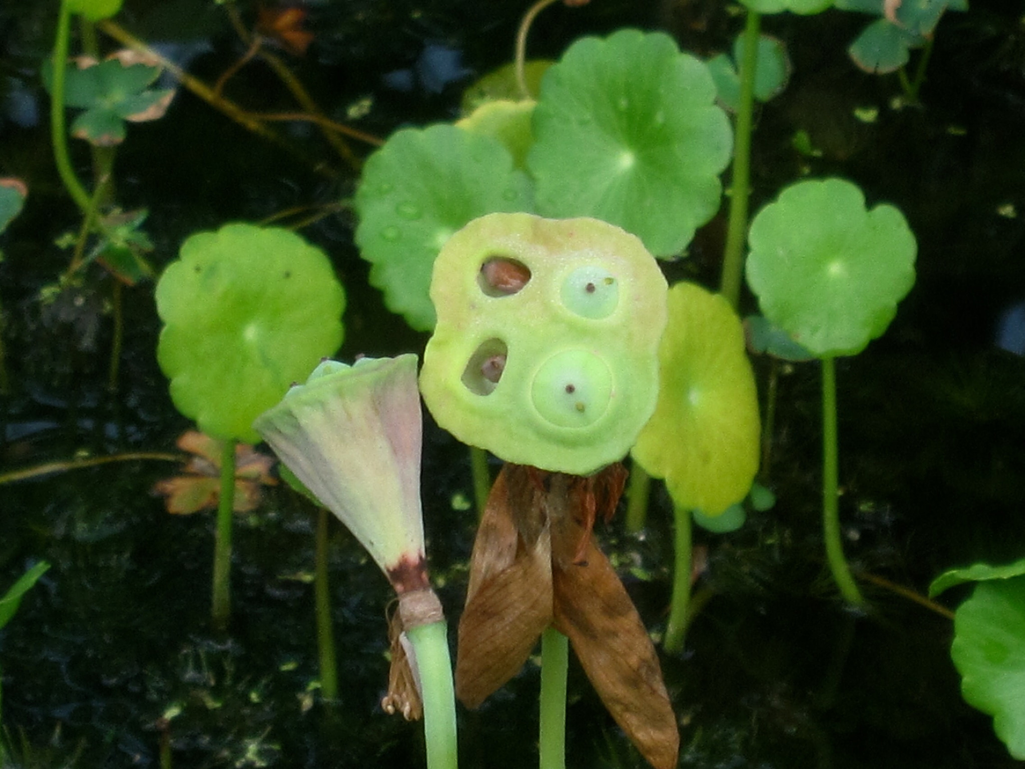 Canon PowerShot SD880 IS (Digital IXUS 870 IS / IXY Digital 920 IS) sample photo. The lotus seedpod 莲蓬 photography