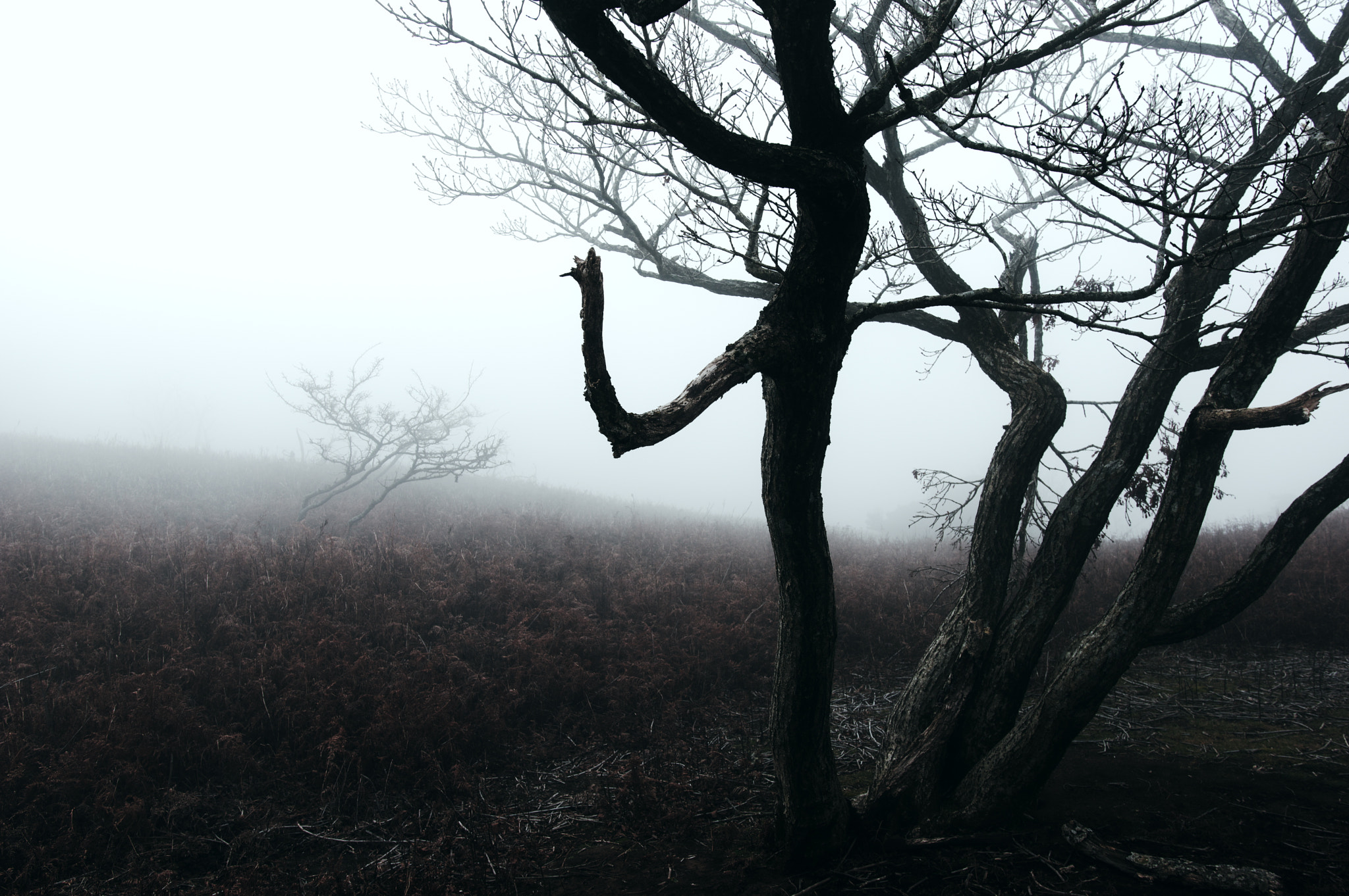Pentax K-3 + Sigma 18-35mm F1.8 DC HSM Art sample photo. Mt. ryozen / shiga prefecture photography