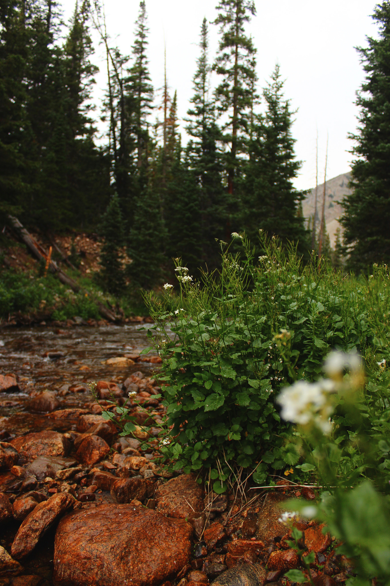 Canon EF-S 18-55mm F3.5-5.6 IS sample photo. Riverside wildflowers photography