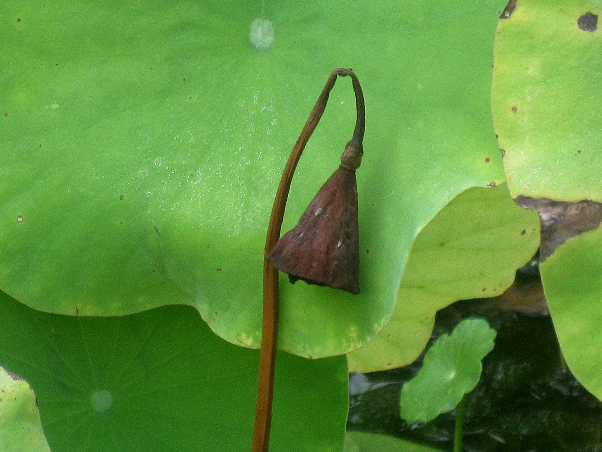 Canon PowerShot SD880 IS (Digital IXUS 870 IS / IXY Digital 920 IS) sample photo. The decaying seedpod 衰败的莲蓬 photography