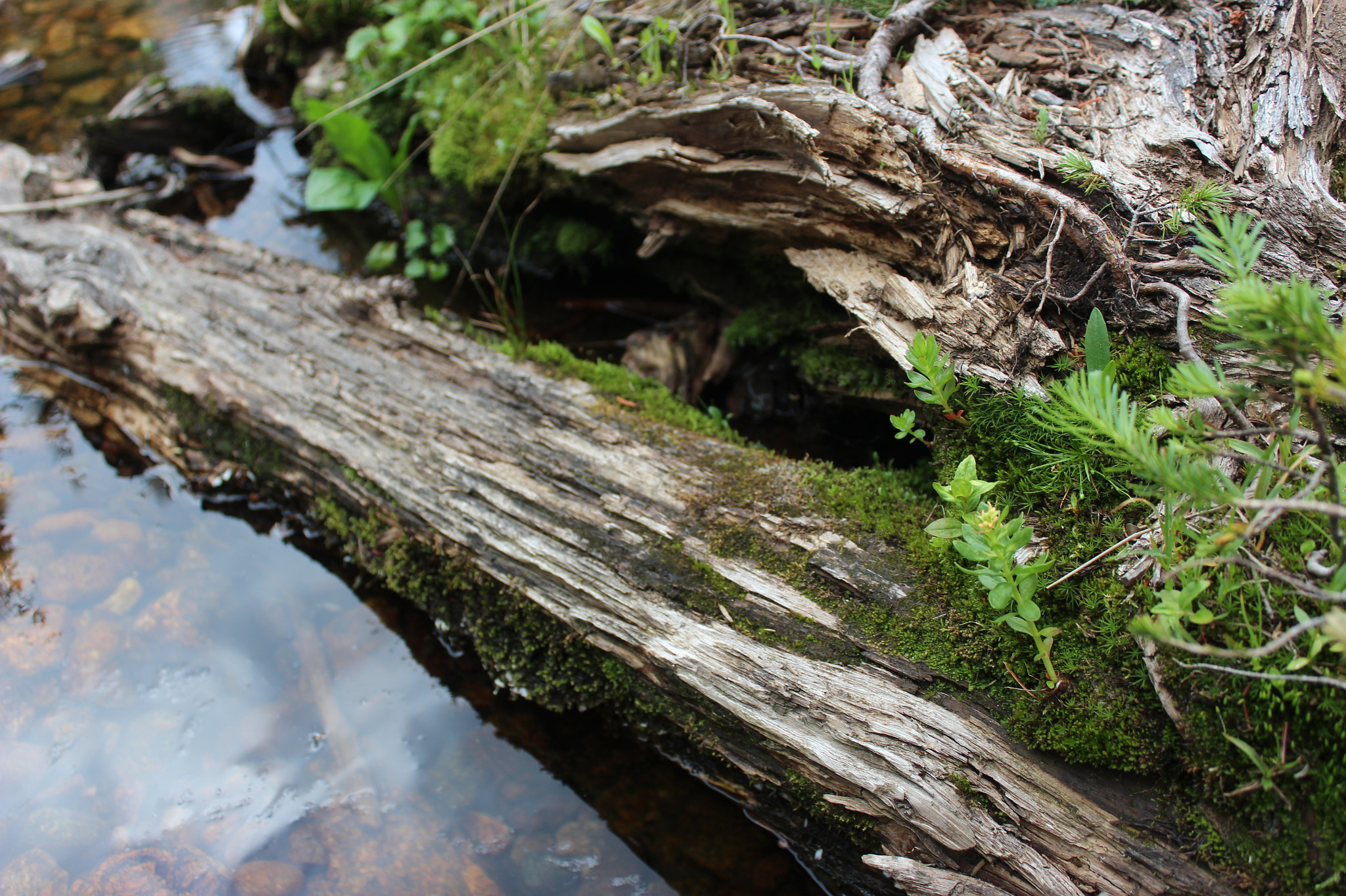 Canon EF-S 18-55mm F3.5-5.6 IS sample photo. Branches born of branches photography