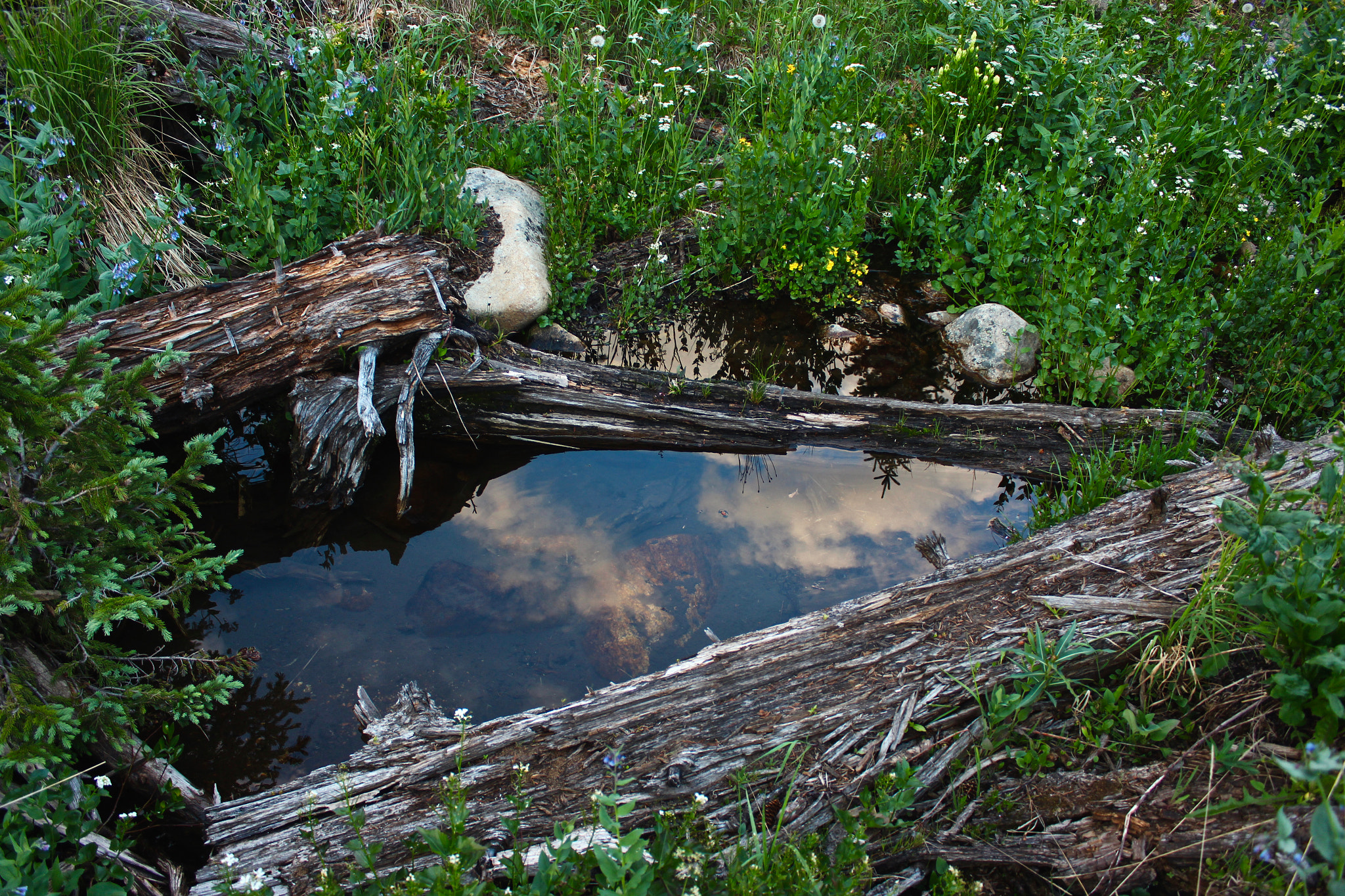 Canon EF-S 18-55mm F3.5-5.6 IS sample photo. Mirror in the wildflowers photography