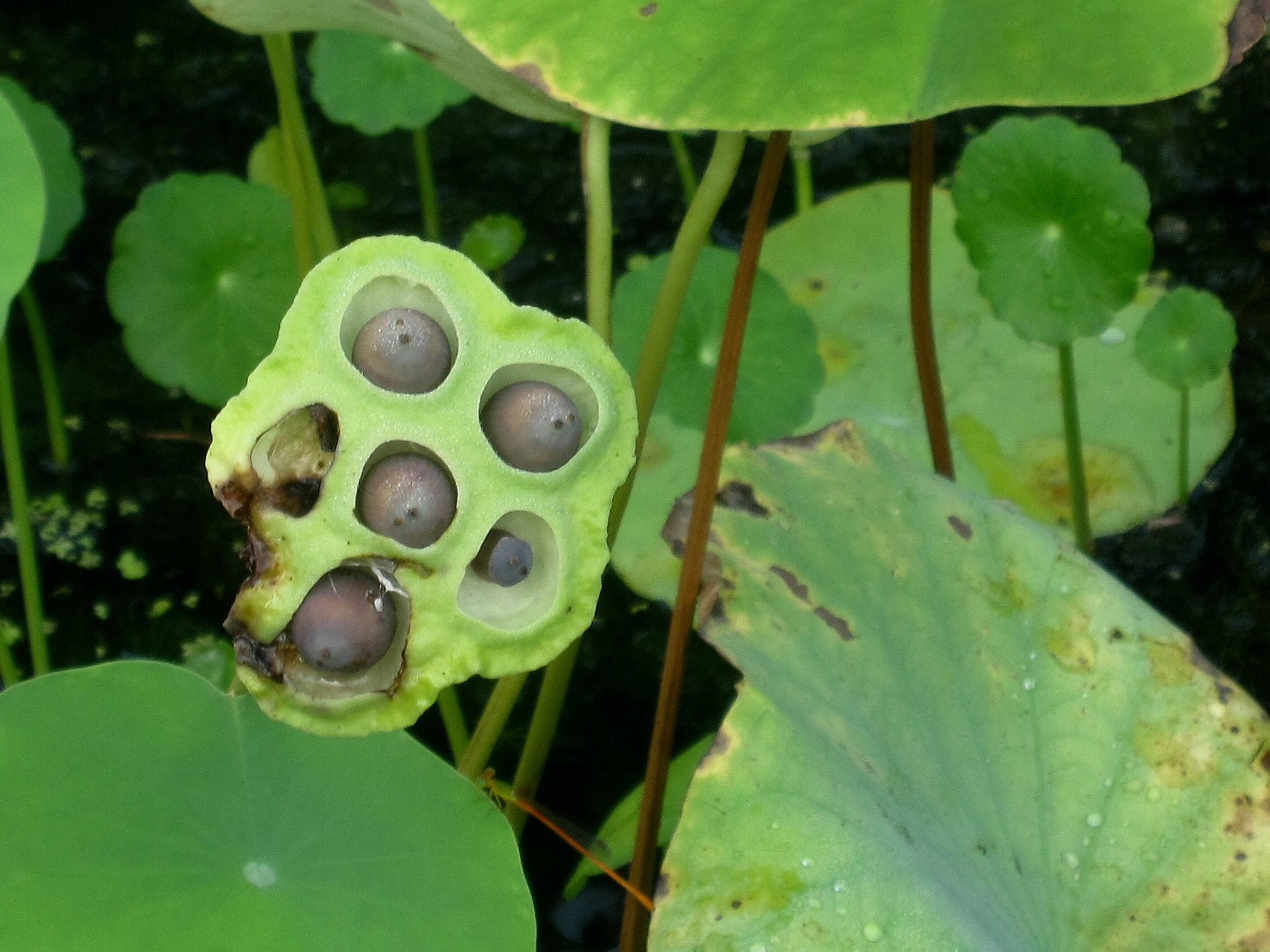 Canon PowerShot SD880 IS (Digital IXUS 870 IS / IXY Digital 920 IS) sample photo. The seedpod 莲蓬 photography
