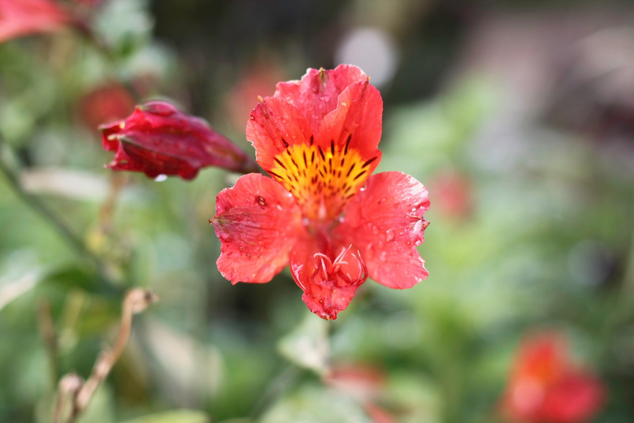 Canon EF 40mm F2.8 STM sample photo. Morning dew photography