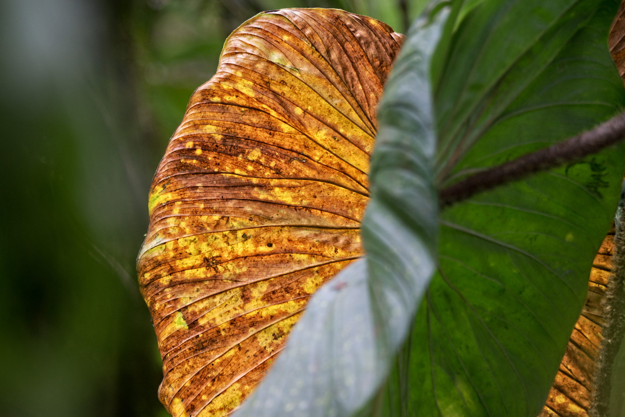 Sony ILCA-77M2 + Sony 70-400mm F4-5.6 G SSM sample photo. Mindo- ecuador photography