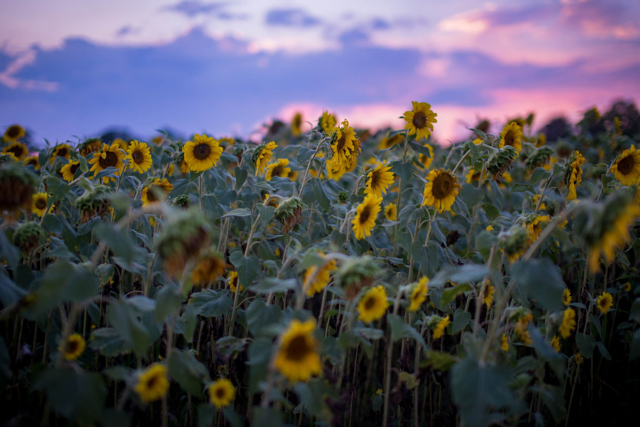 Nikon D610 + Sigma 50mm F1.4 EX DG HSM sample photo. Stillmysoulphotography photography