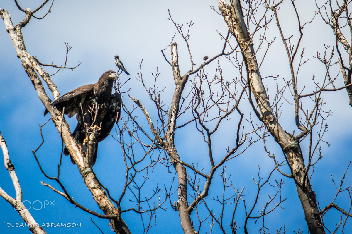 Canon EF 70-200mm F2.8L USM sample photo. Ok0a0697.jpg photography