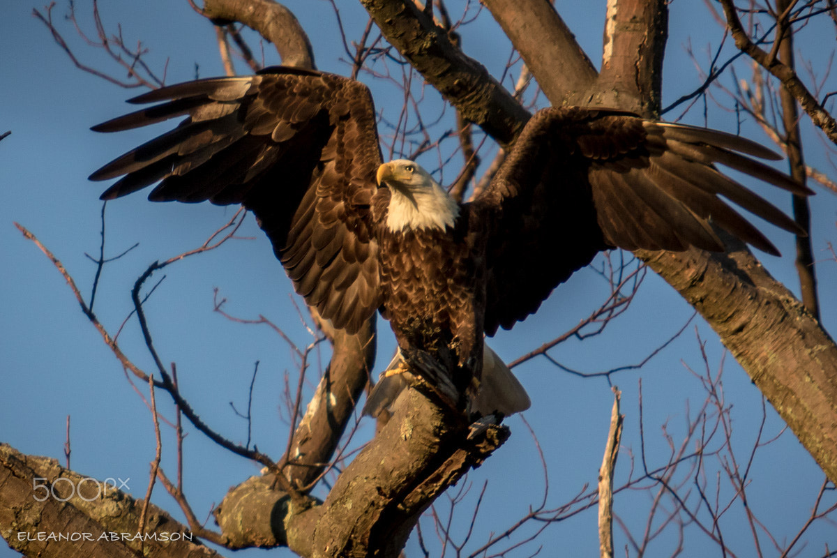 Canon EF 70-200mm F2.8L USM sample photo. Ok0a0573.jpg photography