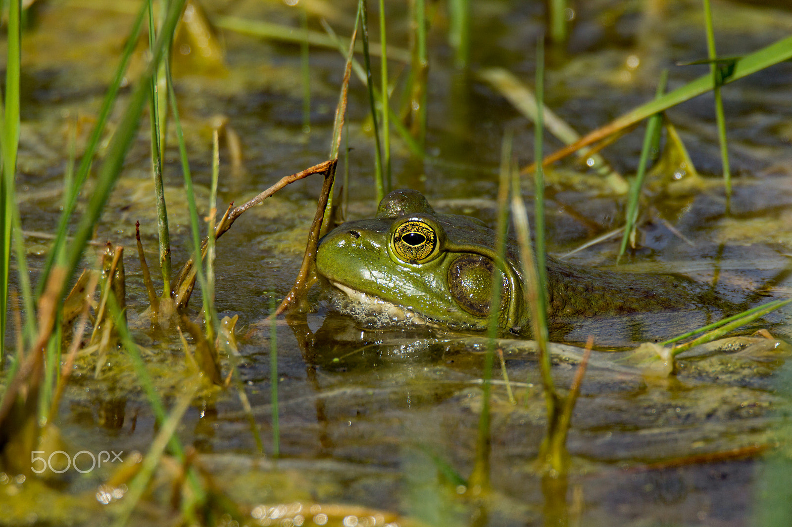 Canon EOS 600D (Rebel EOS T3i / EOS Kiss X5) + Tamron SP 150-600mm F5-6.3 Di VC USD sample photo. Frog in the water photography