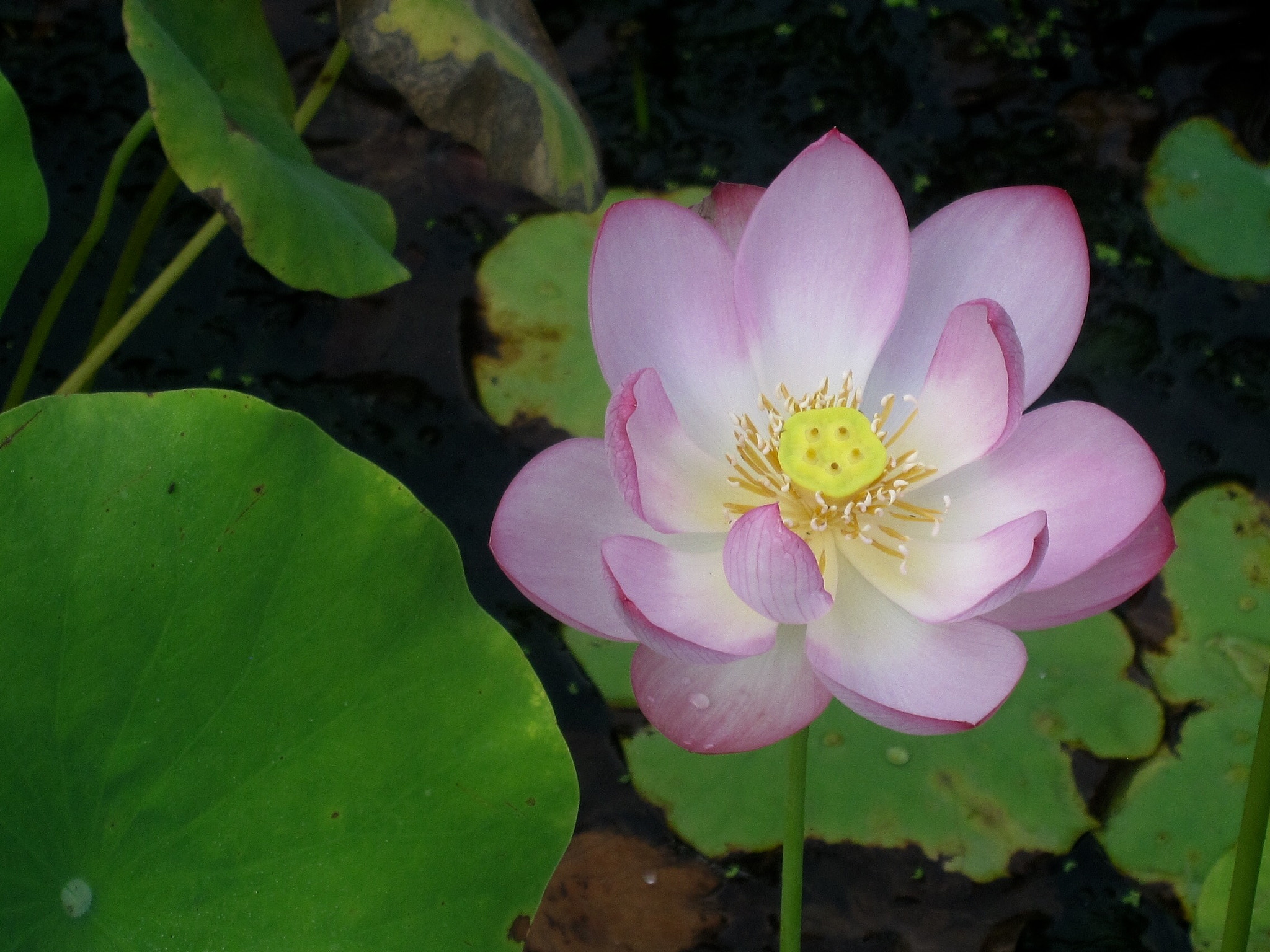Canon PowerShot SD880 IS (Digital IXUS 870 IS / IXY Digital 920 IS) sample photo. Lotus 荷 photography