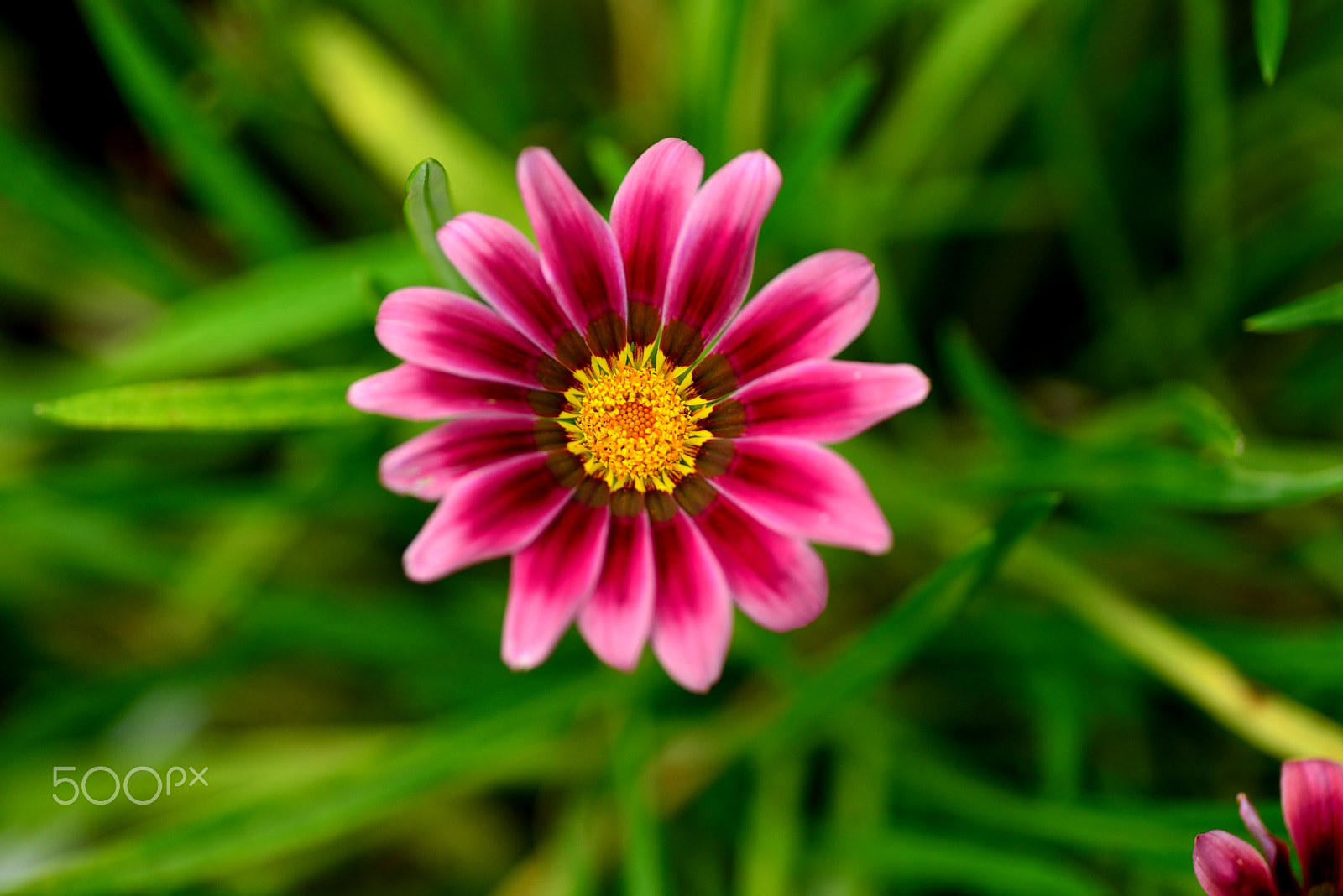 Nikon D600 sample photo. Gradation photography