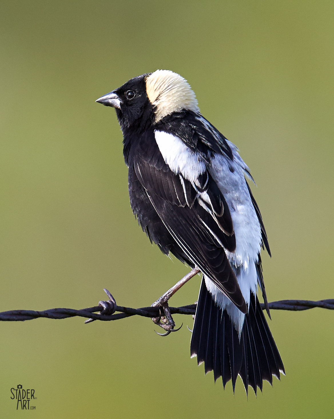 Canon EF 400mm F2.8L IS II USM sample photo. Bobolink photography