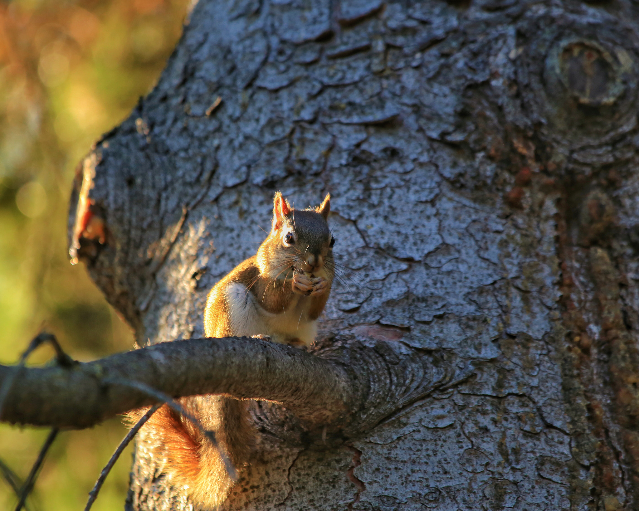Canon EF 70-300mm F4-5.6 IS USM sample photo