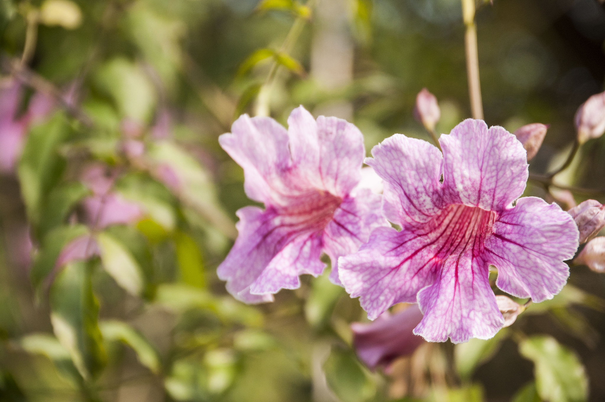 Sigma 18-250mm F3.5-6.3 DC Macro OS HSM sample photo. Salida trecco photography