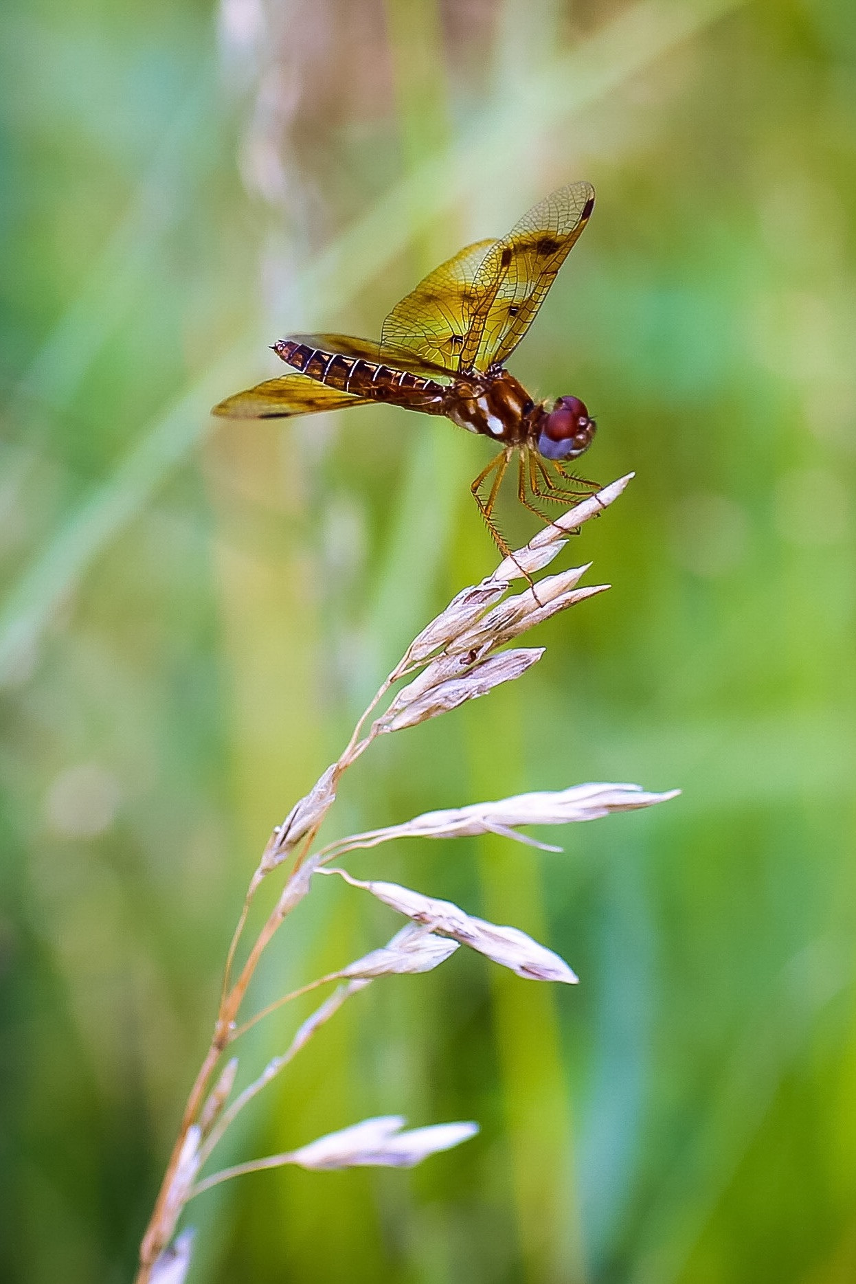 Canon 90mm sample photo. A dragon flew - a dragon landed photography