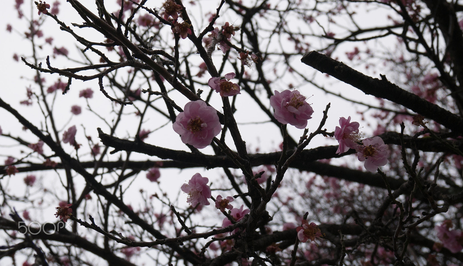 Panasonic DMC-GM1S sample photo. Mid winter blossoms photography