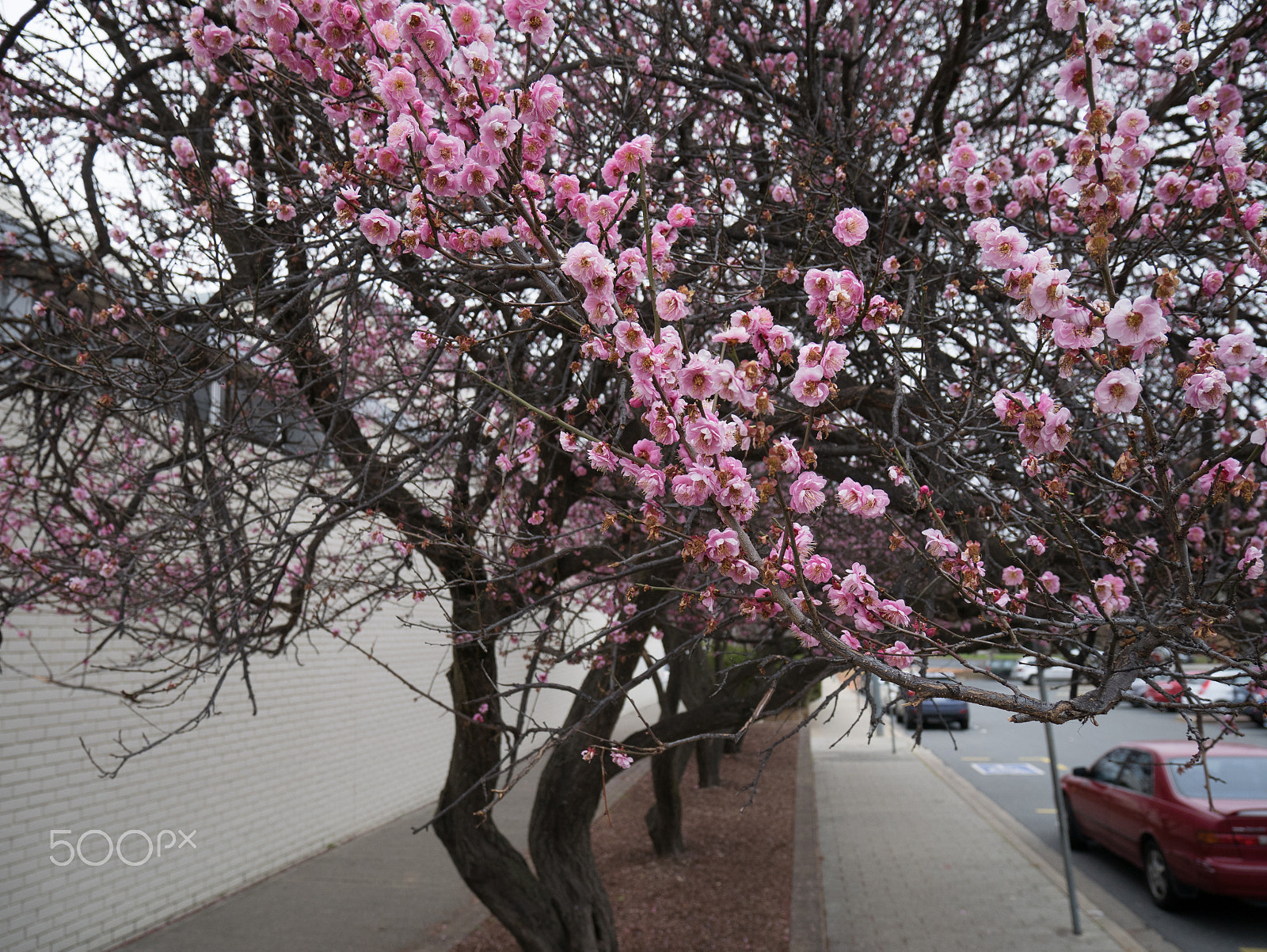 Panasonic DMC-GM1S sample photo. First blossoms photography