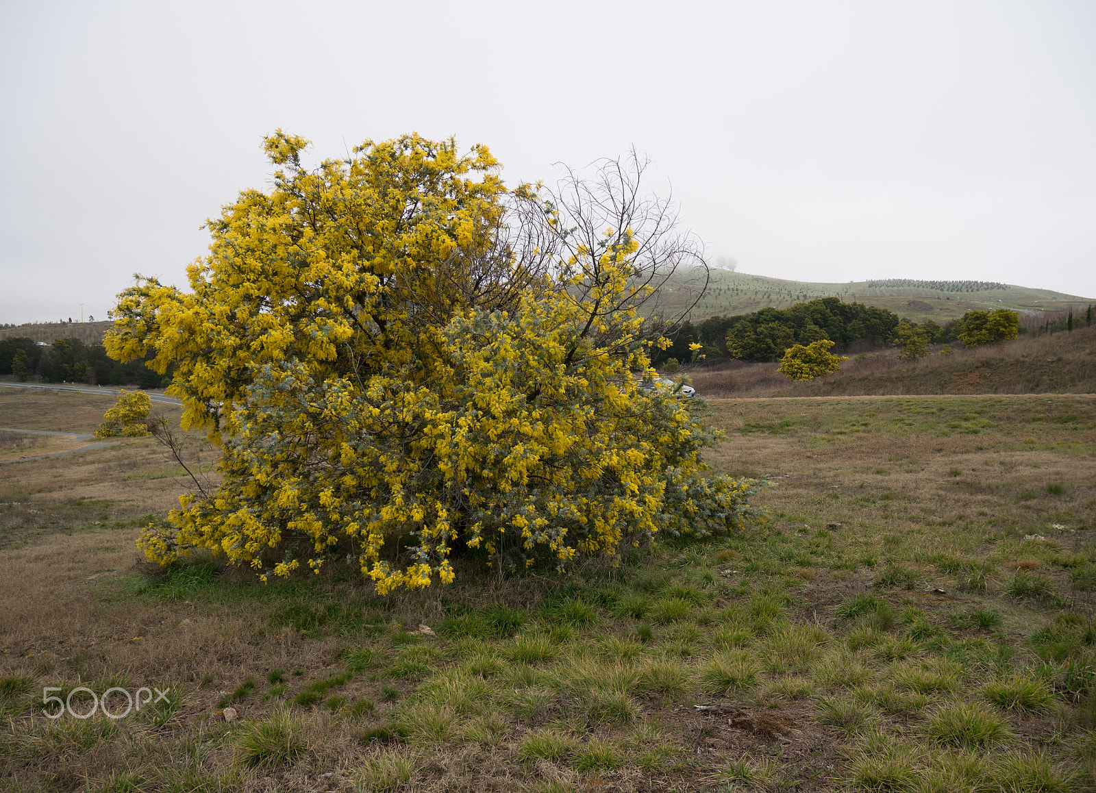 Panasonic DMC-GM1S sample photo. Golden wattle photography