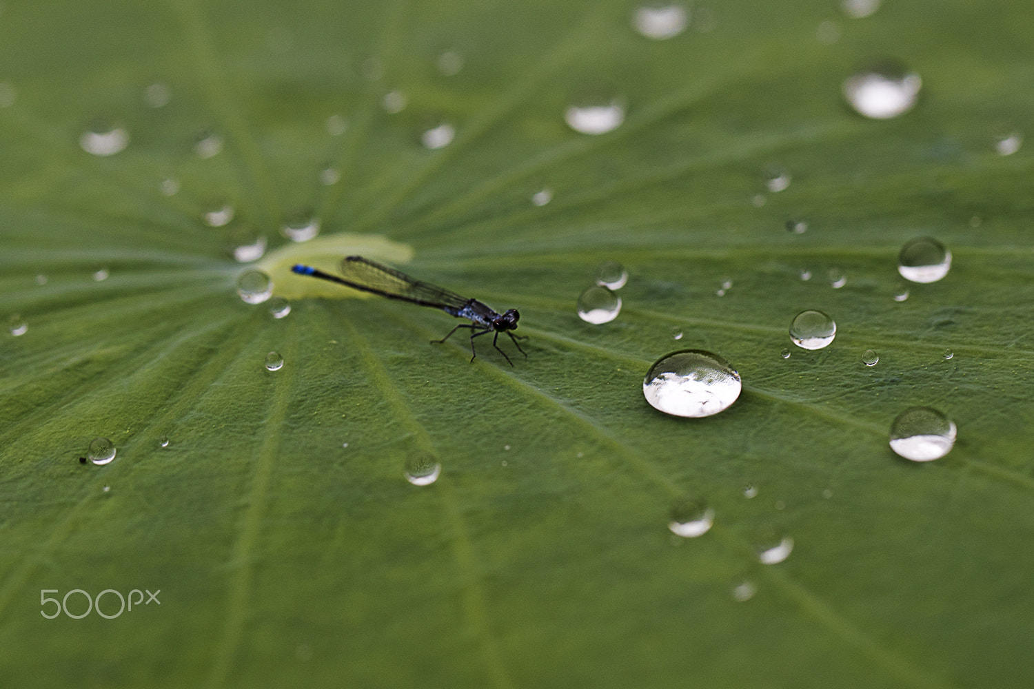 Canon EF 100mm F2.8L Macro IS USM sample photo. Dragonfly & dewdrop photography