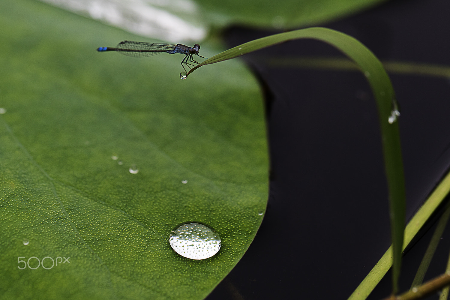 Canon EF 100mm F2.8L Macro IS USM sample photo. Dewdrop photography
