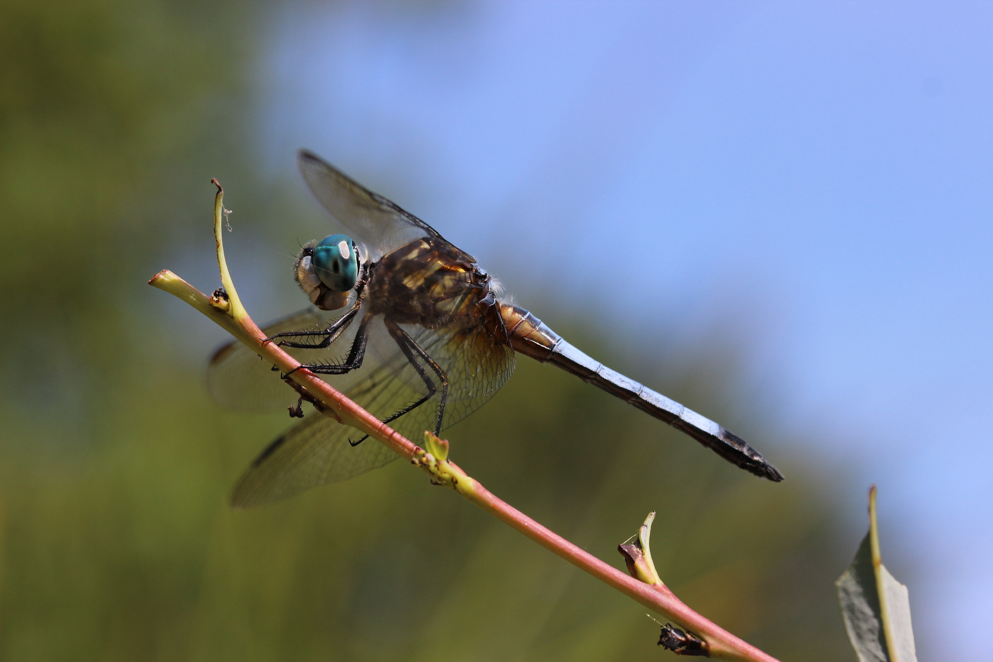 Canon EF-S 60mm F2.8 Macro USM sample photo. Blue eyed dragonfly photography