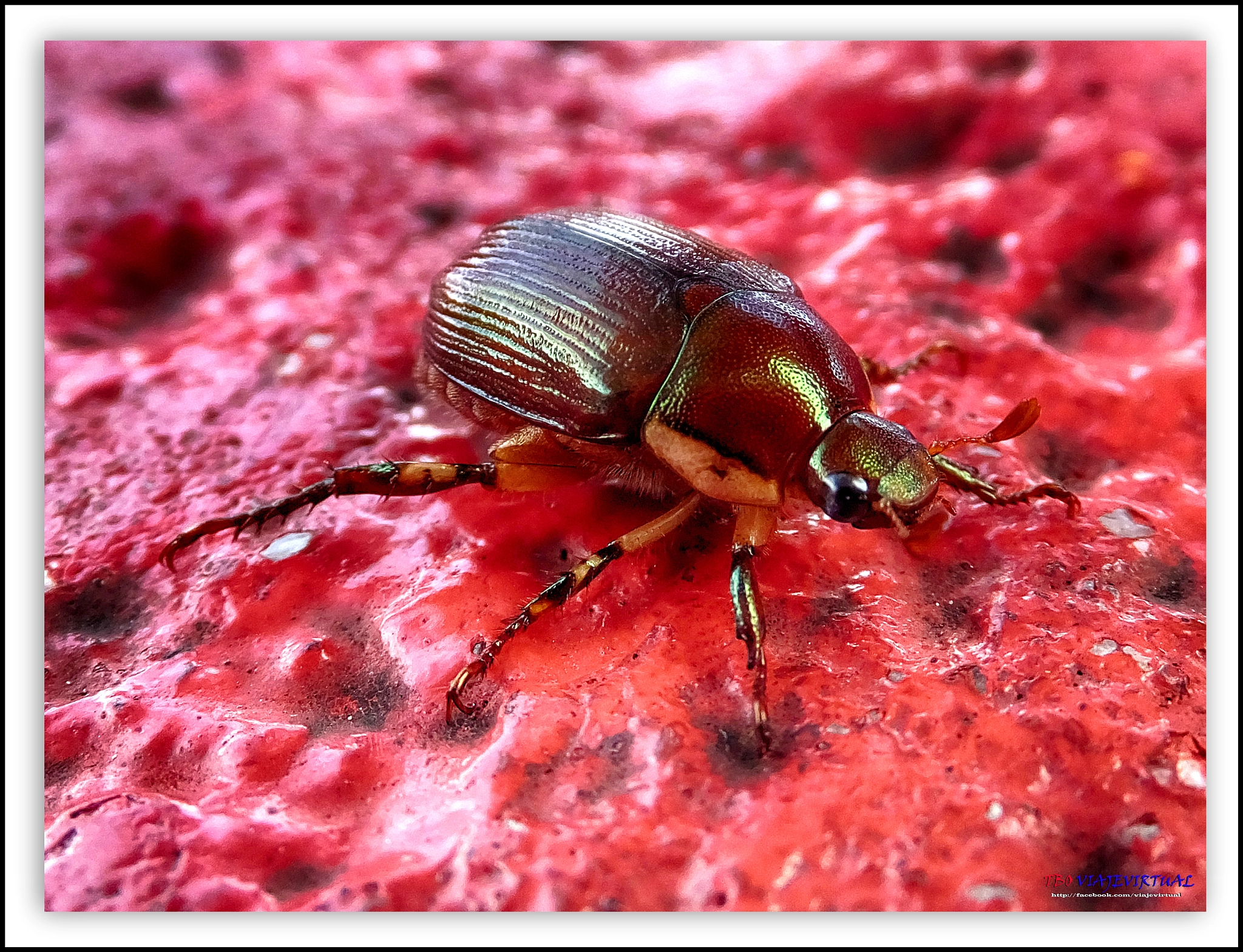 Fujifilm FinePix F850EXR sample photo. Scarab, what does the egyptian beetle? photography