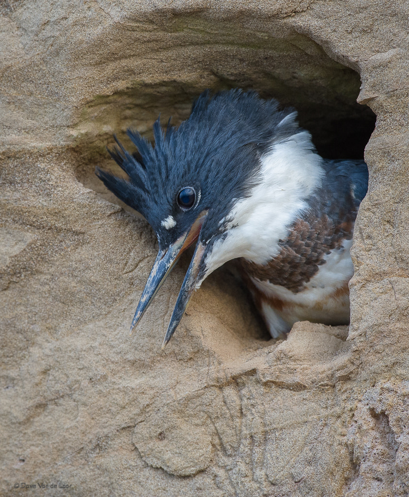 Nikon D3S + Nikon AF-S Nikkor 600mm F4G ED VR sample photo. Belted kingfisher photography