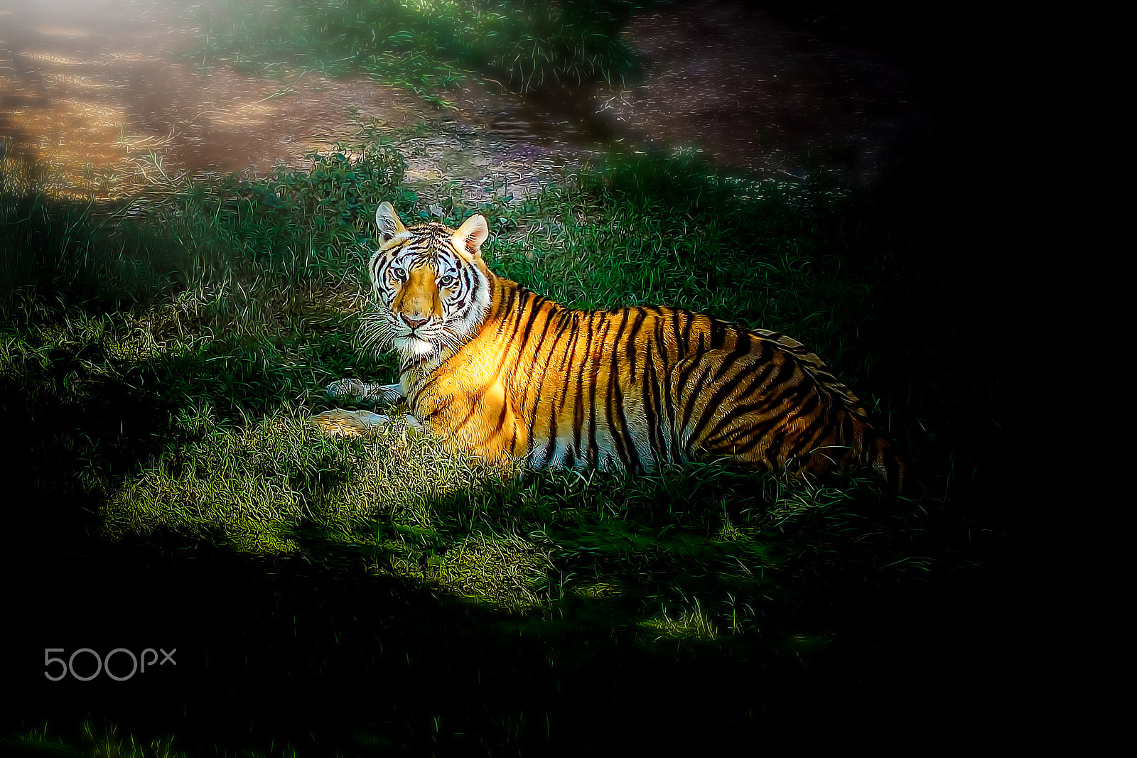 Sony SLT-A65 (SLT-A65V) sample photo. Tiger painting style. photography